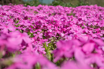 Obraz premium Pink flower bed