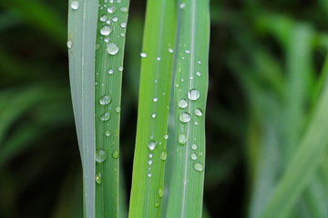 water drop on the green grass beautiful background select focus with shallow depth of field.