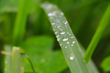 water drop on the green grass beautiful background select focus with shallow depth of field.