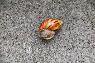 closeup snail on the concrete floor background