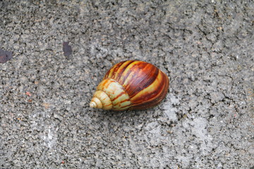 closeup snail on the concrete floor background