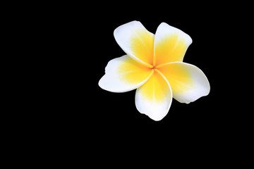 Plumeria flower isolated on black background and clipping path ( Common name pocynaceae,Frangipani , Pagoda tree, Temple tree )