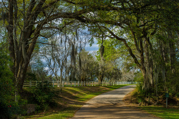 Fototapeta na wymiar entrance rosedown plantation, louisiana