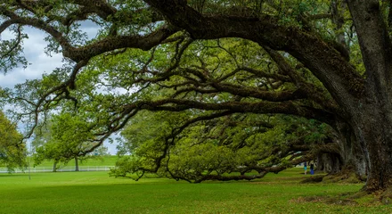 Zelfklevend Fotobehang Bomen hangende levende eiken, eiken steegje, Louisiana