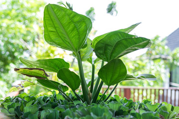 Tropical garden landscape on a luxury villa on Bali island, Indonesia. Beautiful green background.