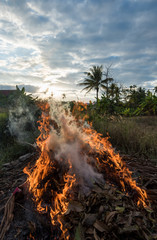 Forest and tropical jungle deforestation for human food farming and export.
