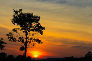 Fototapeta na wymiar sunset beautiful colorful landscape and silhouette tree in sky twilight time