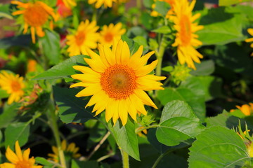 sunflowers yellow blooming  in garden flower beautiful