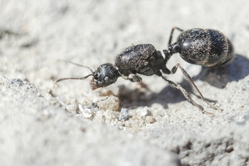 Big black ant, a queen without wings