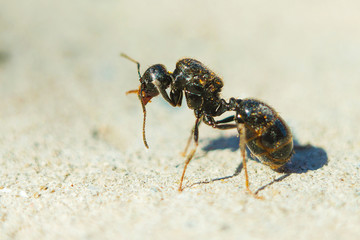 Big black ant, a queen without wings