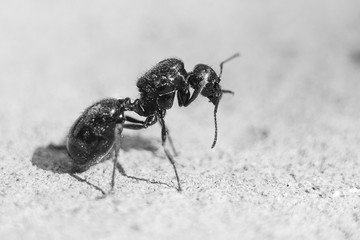 Big black ant, a queen without wings