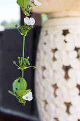 Tropical garden landscape on a luxury villa on Bali island, Indonesia. Beautiful green background.