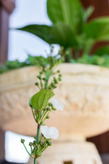 Tropical garden landscape on a luxury villa on Bali island, Indonesia. Beautiful green background.