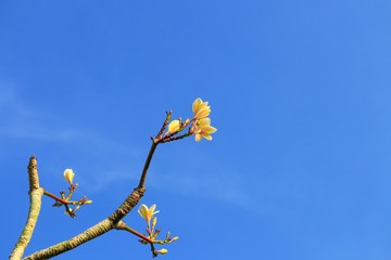 Plumeria flower white and pollen yellow beautiful on tree sky background ( Common name pocynaceae, Frangipani , Pagoda tree, Temple tree )