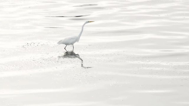 A Great Egret (Ardea alba) walking shallow water, hunting and spearing small fish.