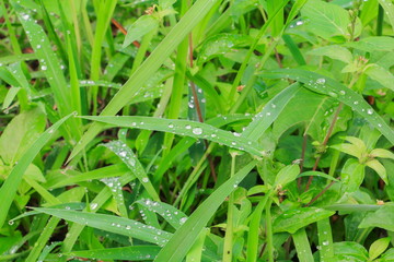 water drop on the leaves green grass beautiful background select focus with shallow depth of field.