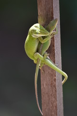 Lizards Mating