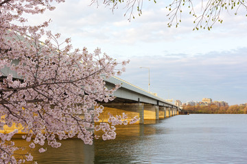 Bridge across the Potomac River in the morning, Washington DC, USA. Blossoming cherry tree branch and view on Alexandria, Virginia. - 144576043
