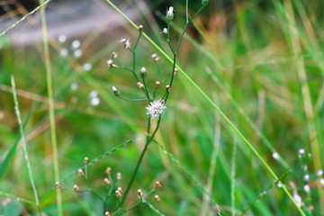 small white flower  with a green background