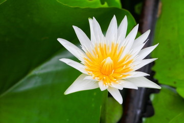 lotus flower white or water lilly beautiful in nature © pramot48