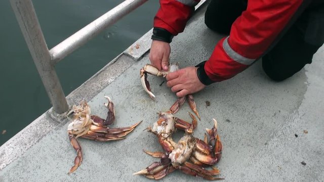 Cooking crabs for food on background water of Pacific Ocean in Alaska. Beautiful rest and tourism in a cool climate. Unique picture of nature in America.