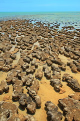 Stromatolites in Hamelin pool in Shark Bay, Western Australia