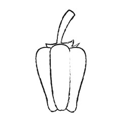 bell pepper vegetable icon image vector illustration design with black sketch line