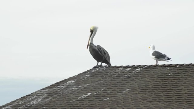 A Brown Pelican and a western gull on a rooftop. The pelican slowly moving its head around, the gull preening.