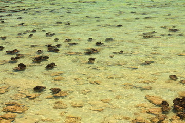 Stromatolites in Hamelin pool in Shark Bay, Western Australia
