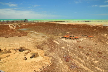 Hamelin pool in Shark Bay, Western Australia