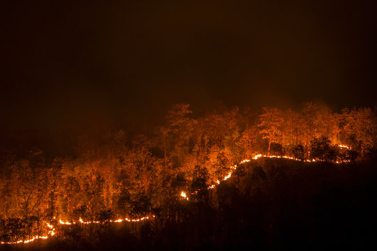 Wildfire line on hill at night, red flowers destroy everything