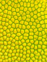 fruits texture background