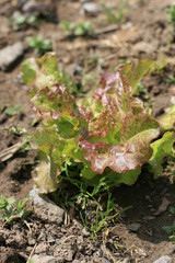 lettuce 