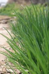 green onion,