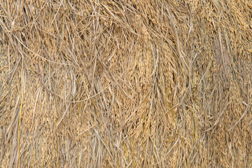 Pile of paddy bundle on the rice field after harvest