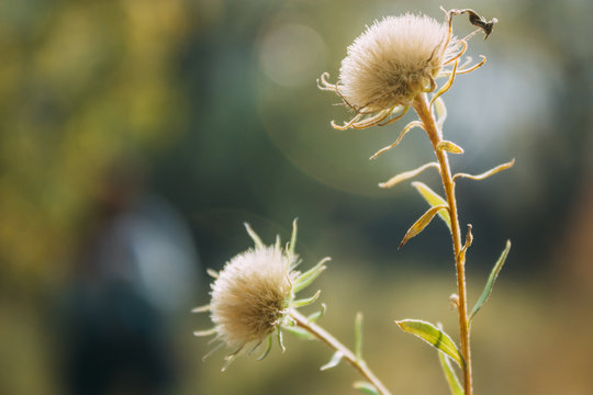 close up of Dandelion flower head on sunset with blurred yellow background at vintage mood