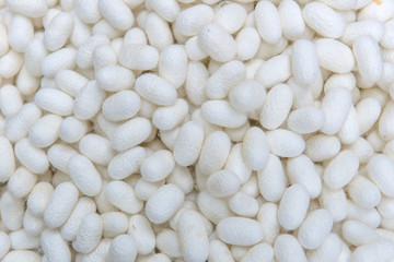 white silkworm cocoons shell. This is a source of silk thread and silk fabric