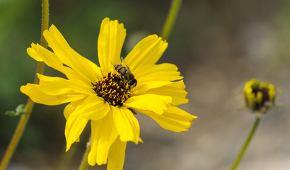 Bee on yellow daisy