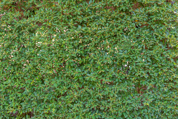 green leaf in agricultural farm for background