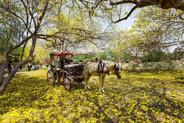 Obraz premium The carriages, horses.
