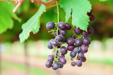 Food, Fruit, Grape, Plant, Vegetable Garden