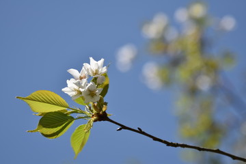 桜
