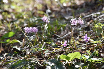 しょうじょうばかま