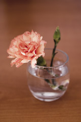 carnation