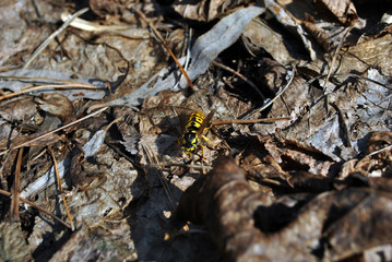 The wasp sits on last year's rotten leaves