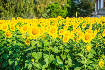 Sunflowers plantation at temple in thailand.
