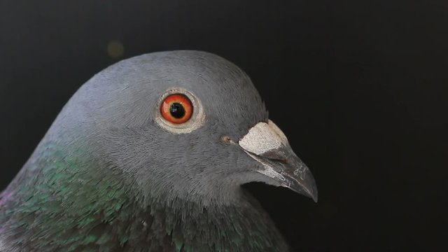 close up head of pigeon bird