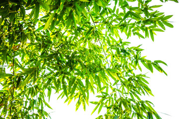 Fototapeta na wymiar Green bamboo leaves.