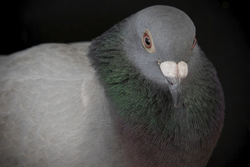 close up beautiful eyes of speed racing pigeon bird