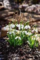 開花した庭のスノードロップ